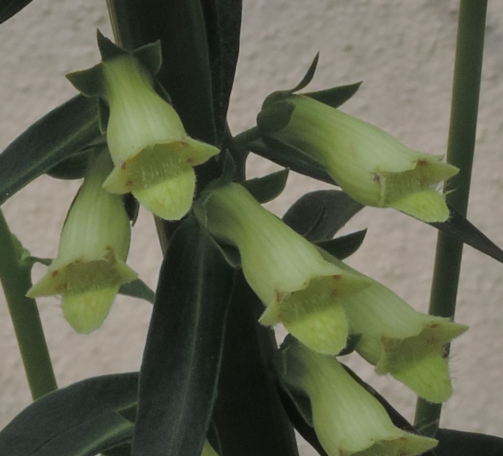 Pianta verde: Digitalis lutea  (Plantaginaceae)